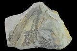 Pennsylvanian Fossil Fern (Neuropteris) Plate - Kentucky #138525-1